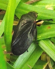 Prosapia ignifera