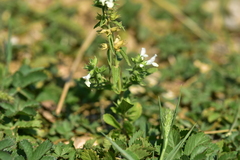 Stachys annua