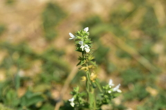 Stachys annua