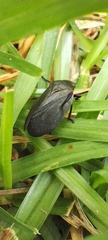 Prosapia ignifera