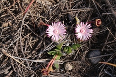 Acrodon bellidiflorus