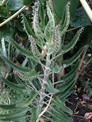 Kalanchoe daigremontiana