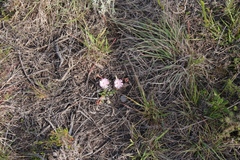 Acrodon bellidiflorus