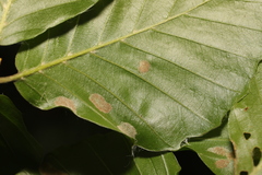 Aceria nervisequa