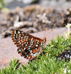 Euphydryas colon