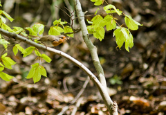 Erithacus rubecula