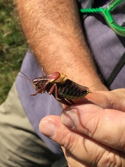 Psorodonotus macedonicus