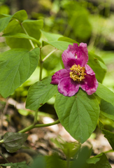 Paeonia caucasica