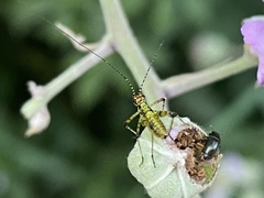 Phaneroptera