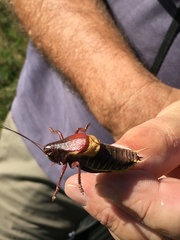 Psorodonotus macedonicus