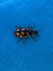 Eriopis serrai
