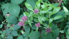 Hylotelephium telephium fabaria