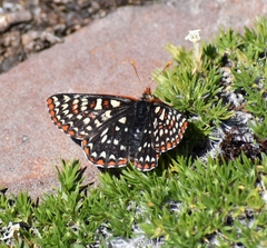 Euphydryas colon