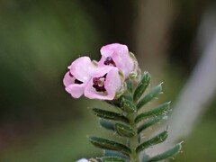 Eriocodon Heath (Erica eriocodon)