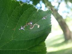 Stigmella tiliae