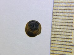 Bathyomphalus contortus