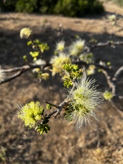 Albizia anthelmintica