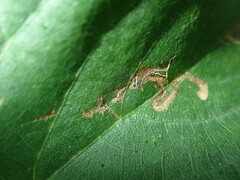 Stigmella tiliae