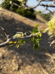 Albizia anthelmintica