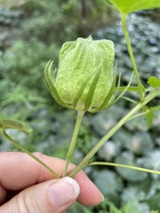 Hibiscus dasycalyx
