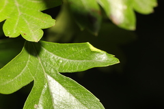 Phyllocoptes goniothorax