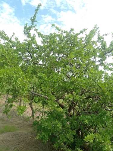 Bursera trifoliolata Bullock 2