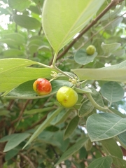 Malpighia mexicana