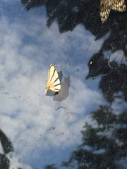 Dichogama prognealis