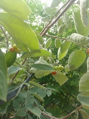 Malpighia mexicana