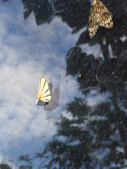 Dichogama prognealis