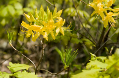 Rhododendron luteum