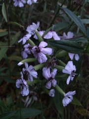 Saponaria officinalis