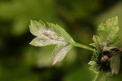 Phyllonorycter corylifoliella