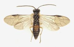 Strongylogaster baikalensis