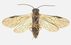 Strongylogaster baikalensis