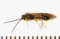 Strongylogaster baikalensis