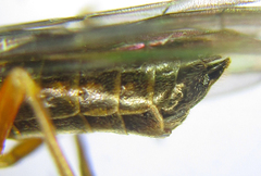 Strongylogaster baikalensis