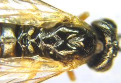 Strongylogaster baikalensis