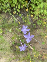 Ipomopsis longiflora