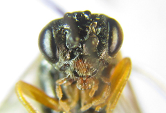 Strongylogaster baikalensis