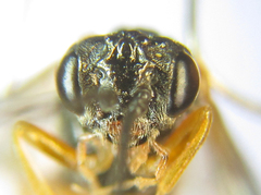 Strongylogaster baikalensis