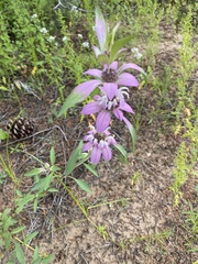 Monarda humilis