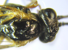 Strongylogaster baikalensis