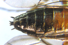 Strongylogaster baikalensis