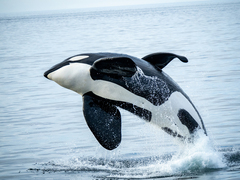 Killer Whale photo 1