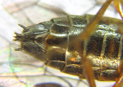 Strongylogaster baikalensis