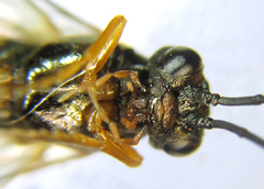 Strongylogaster baikalensis