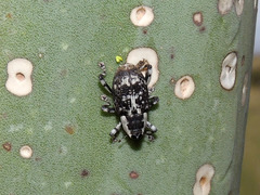 Peltophorus polymitus