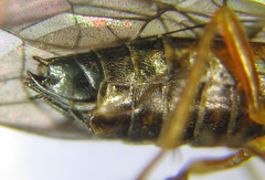 Strongylogaster baikalensis