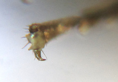 Strongylogaster baikalensis